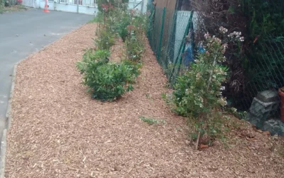 Fleurissement autour de l’école