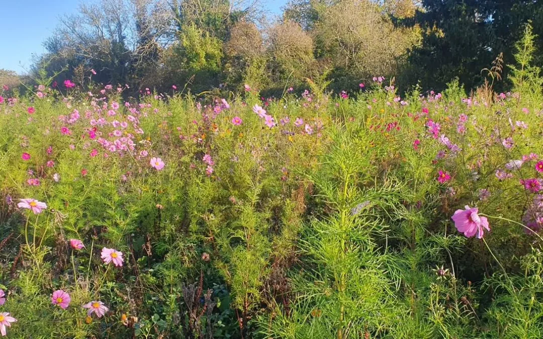 Fleurissement des jachères